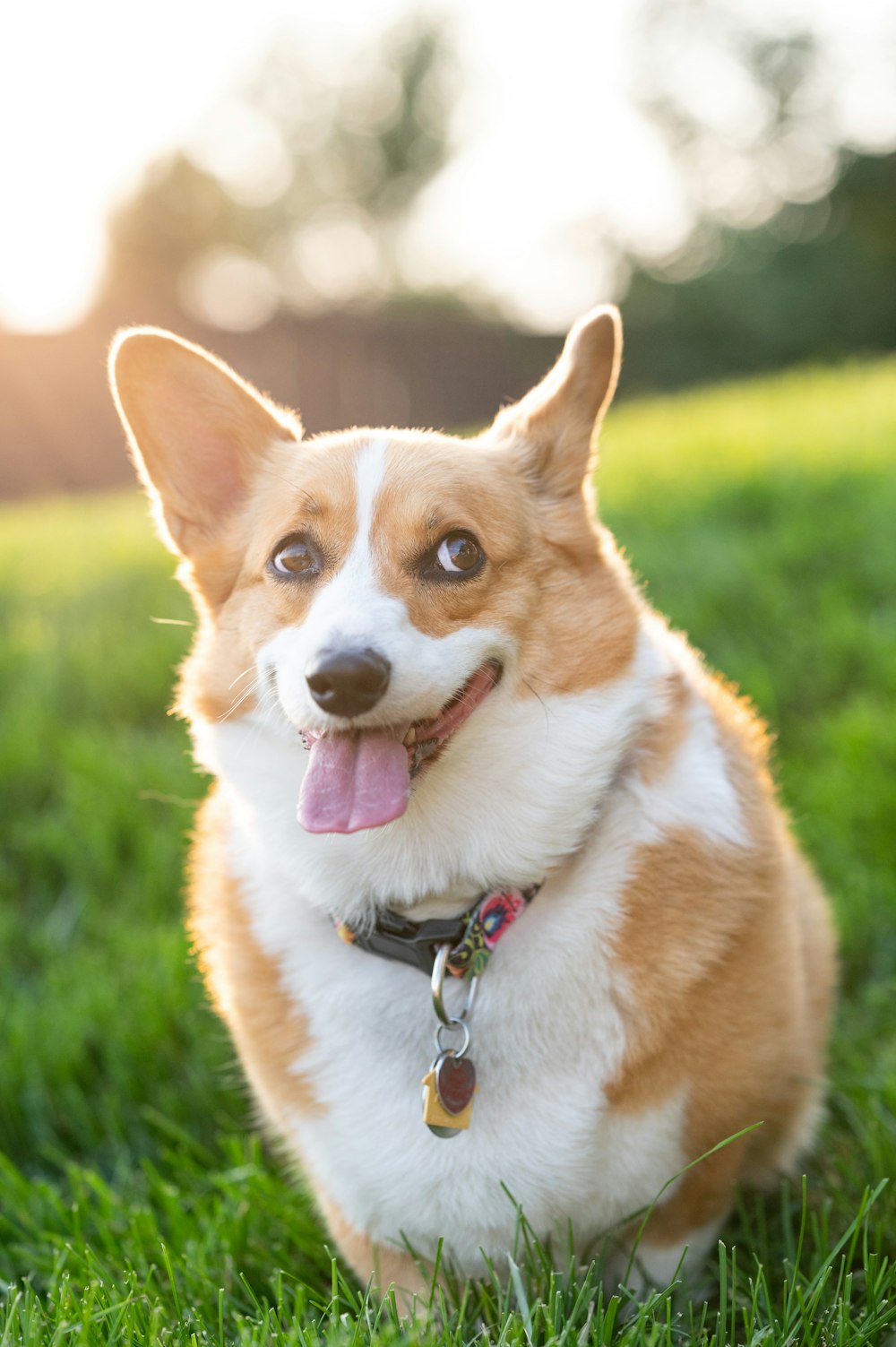 Chien corgi brun et blanc sur le champ d’herbe verte pendant la journée