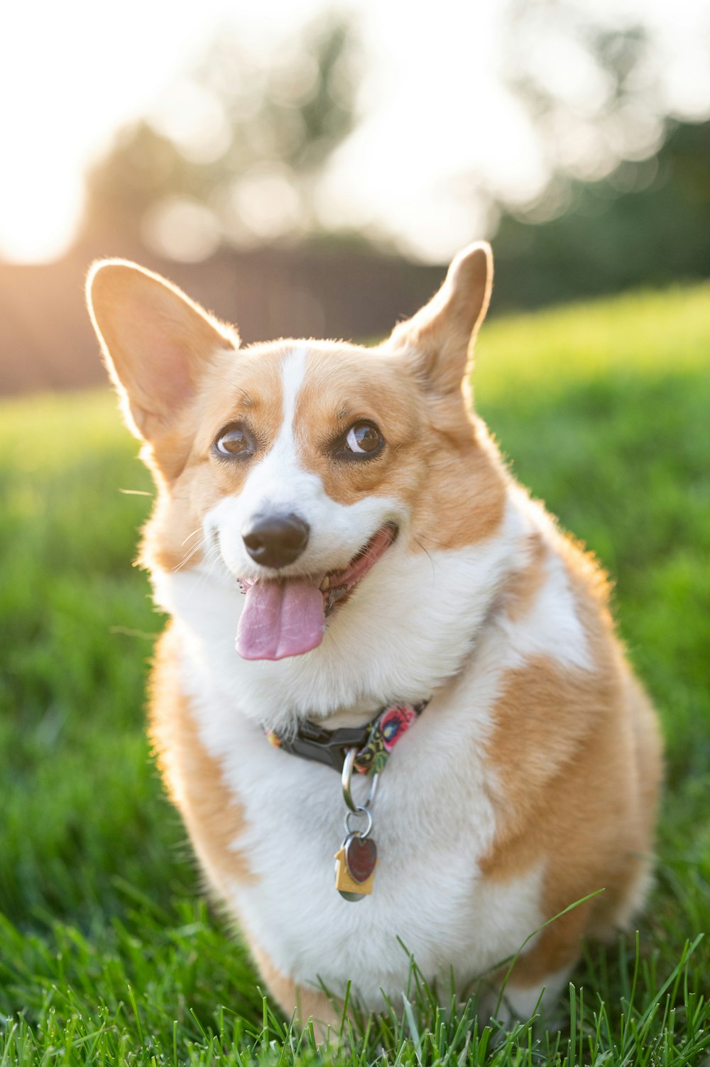 Perro corgi marrón y blanco en el campo de hierba verde durante el día