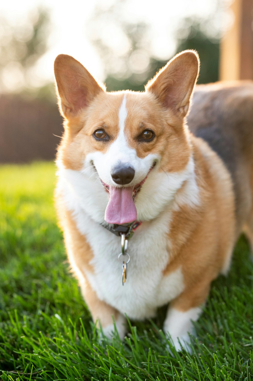 Cucciolo di corgi marrone e bianco sul campo di erba verde durante il giorno