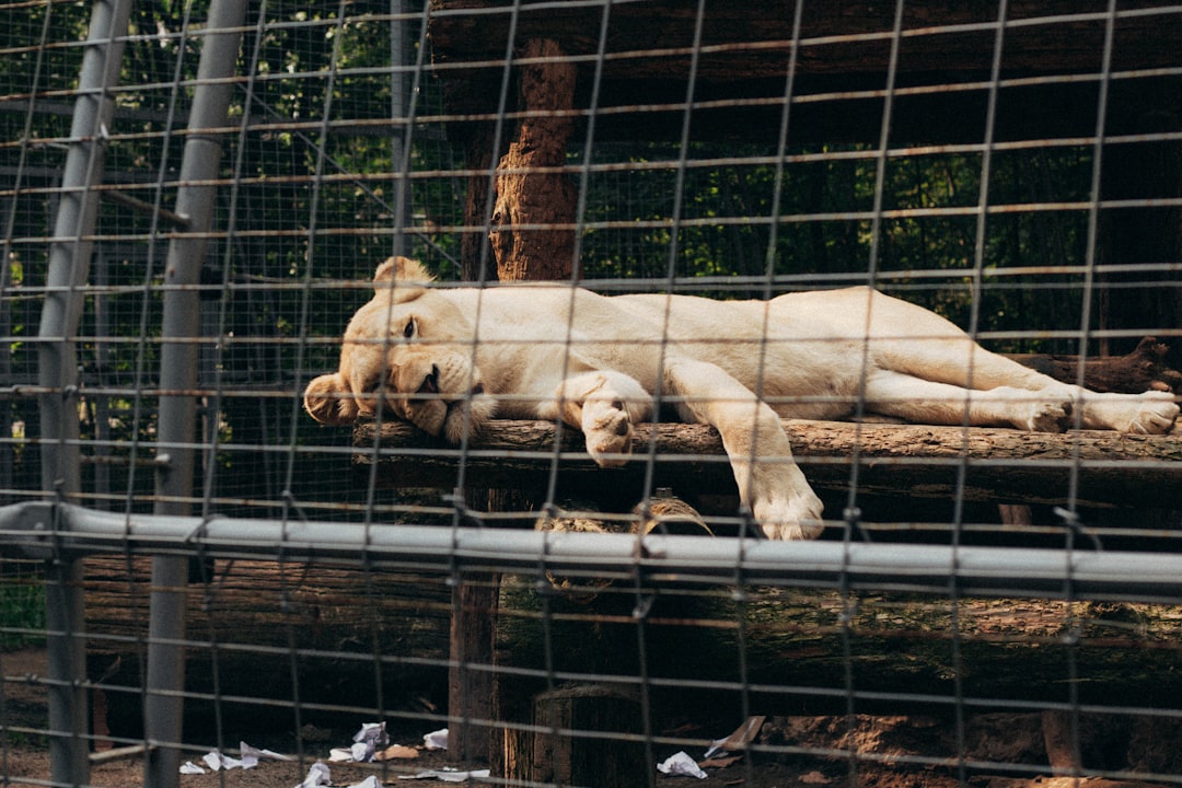 white tiger lying on black metal cage