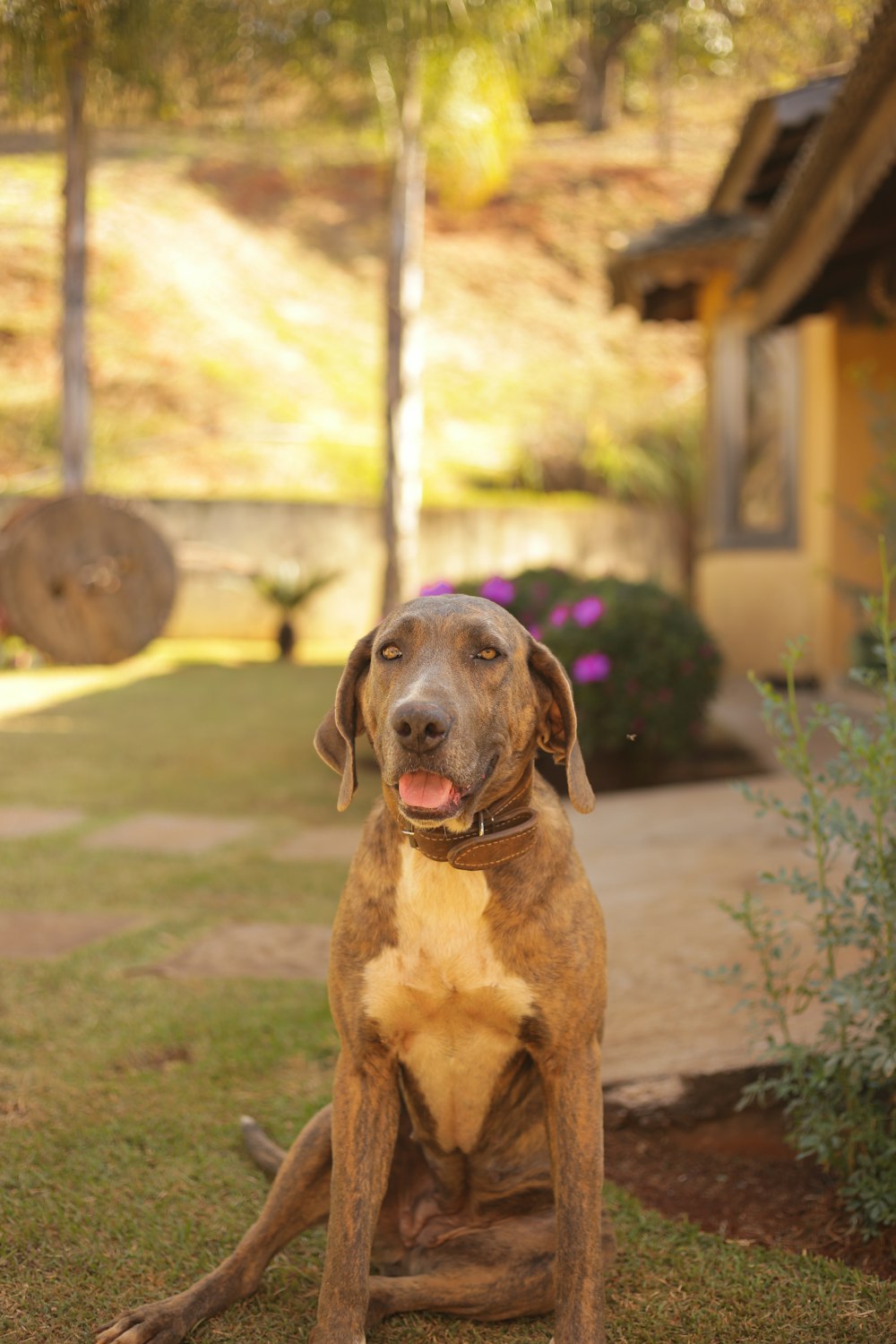 brown short coated dog sitting on green grass during daytime