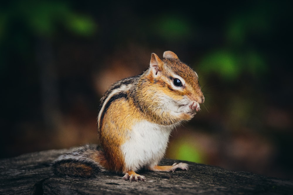 Braunes und weißes Eichhörnchen am braunen Ast