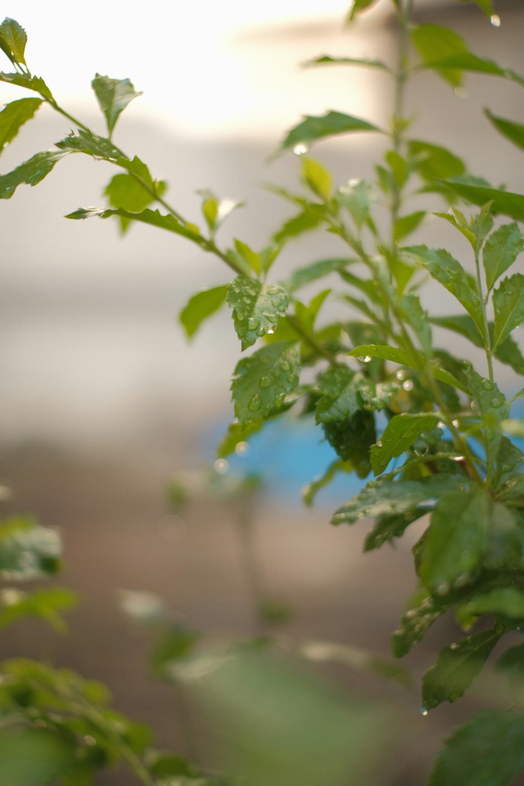 green plant in tilt shift lens