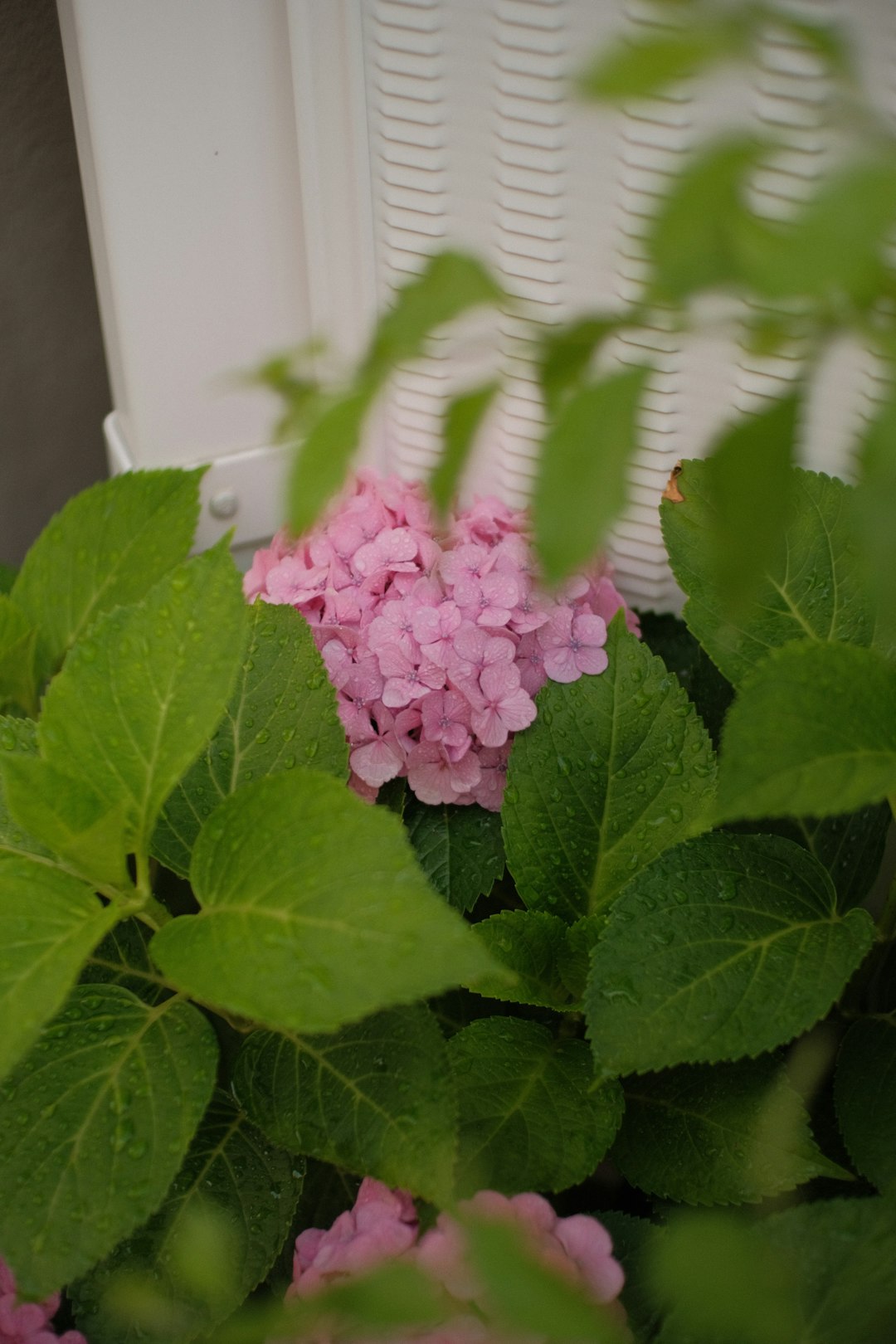 pink flowers with green leaves