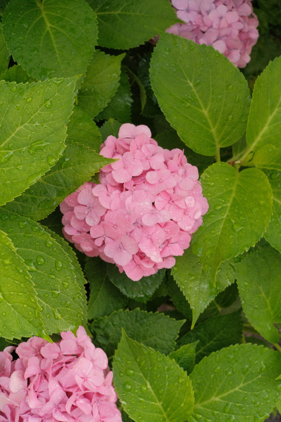 pink flower with green leaves