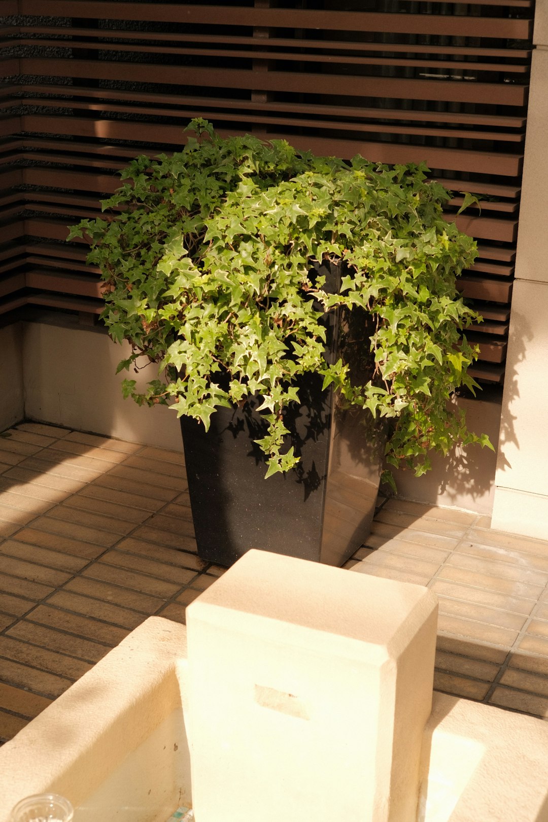 green plant on brown clay pot