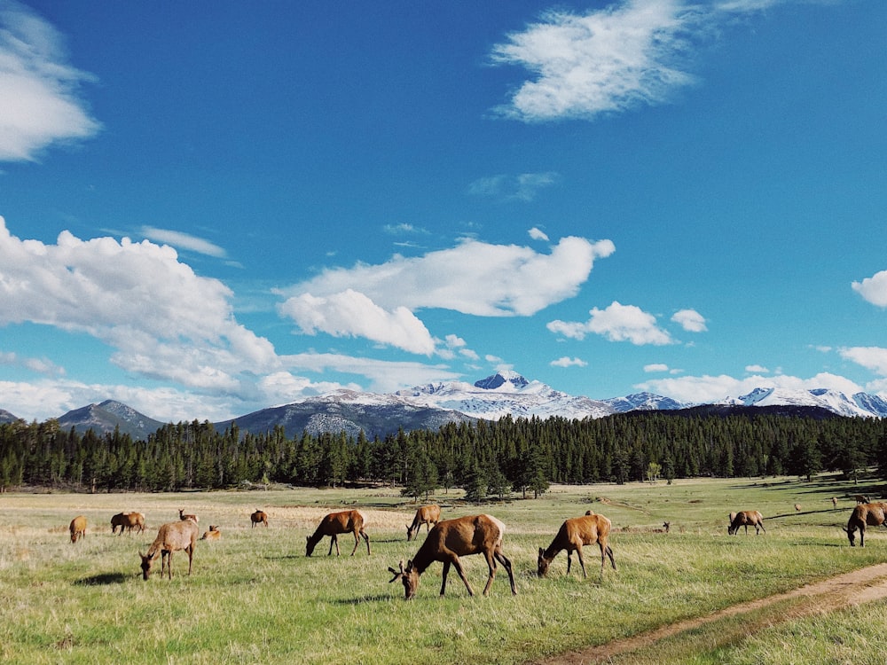 horses on green grass field under blue sky during daytime