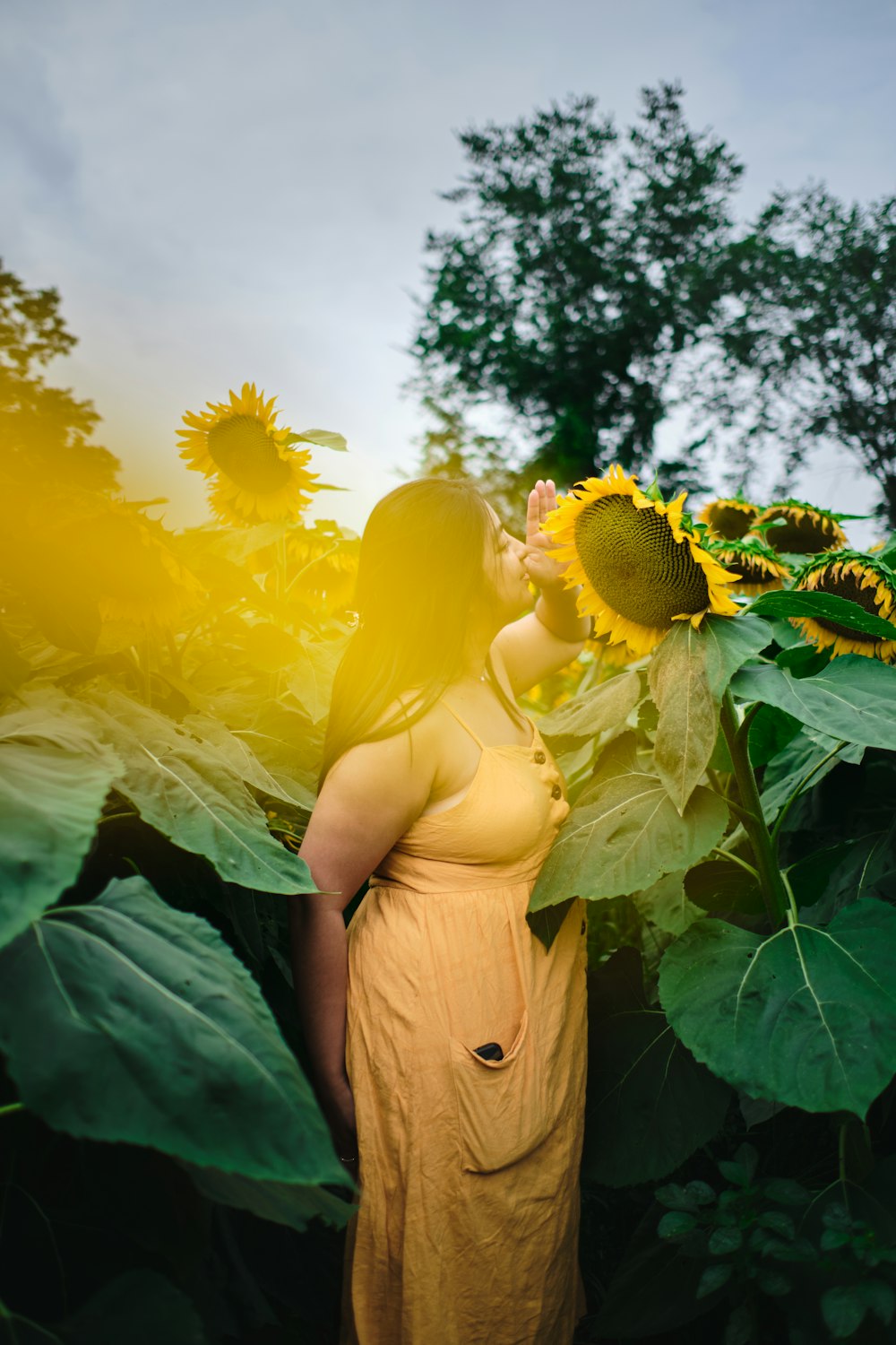 person holding yellow sunflower during daytime