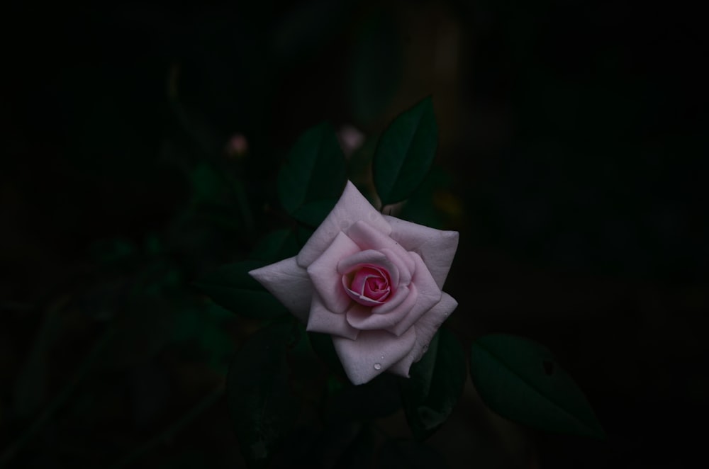 white and pink flower with green leaves