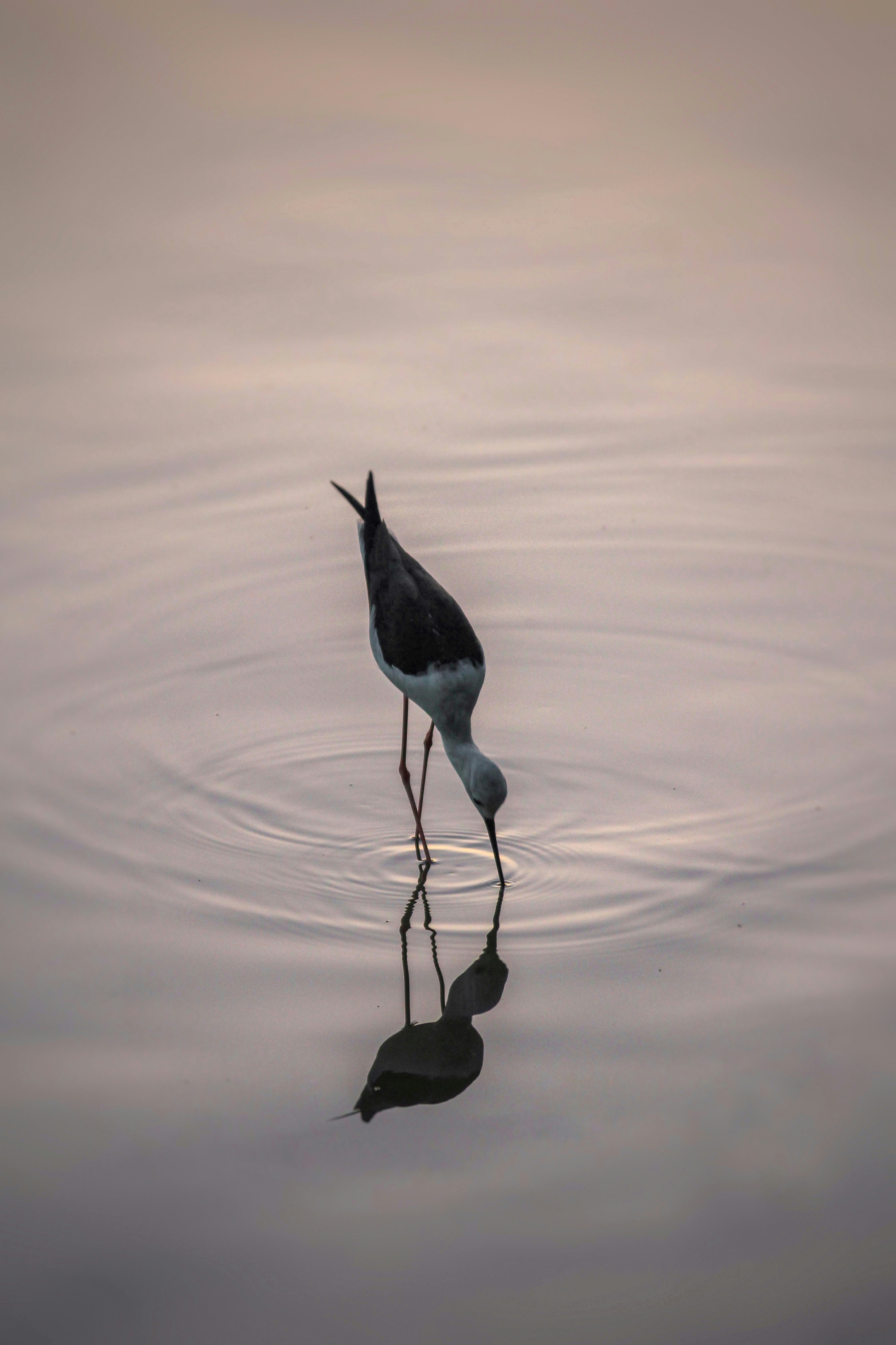 Photo by devxshish