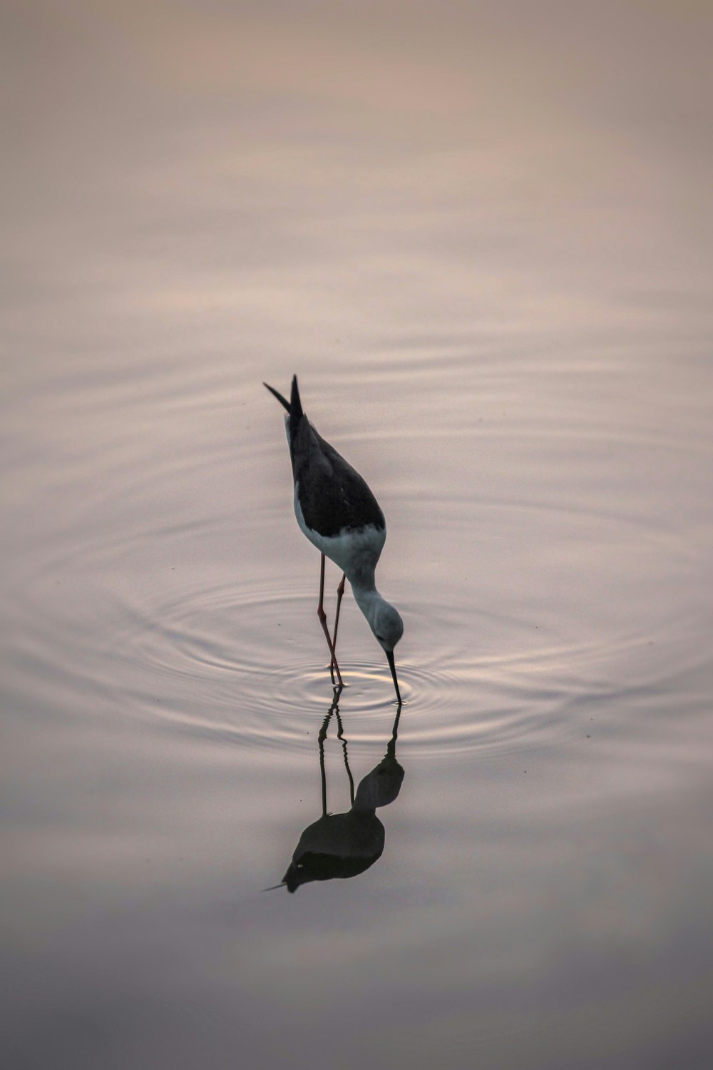 black and white bird on water