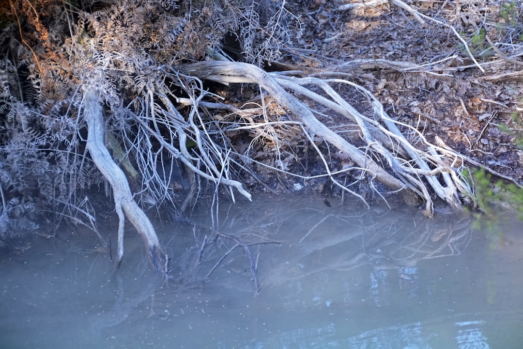 brown tree branch on water