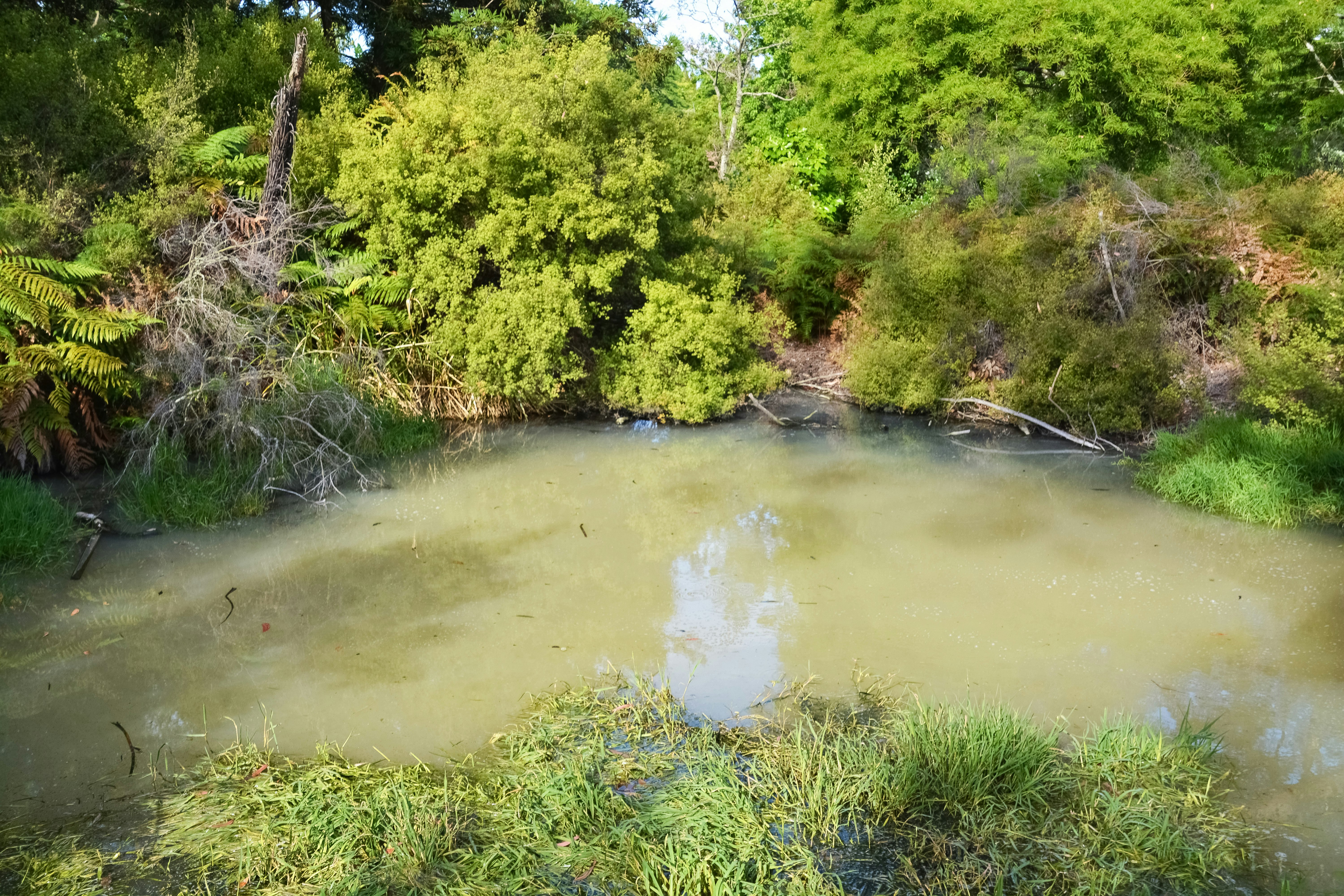 green trees beside river during daytime