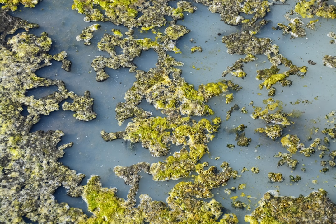 yellow and white flower petals on water