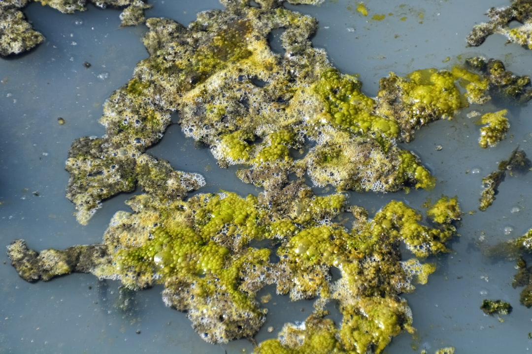 green moss on water during daytime