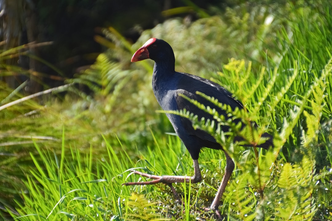 blue and yellow bird on green grass during daytime