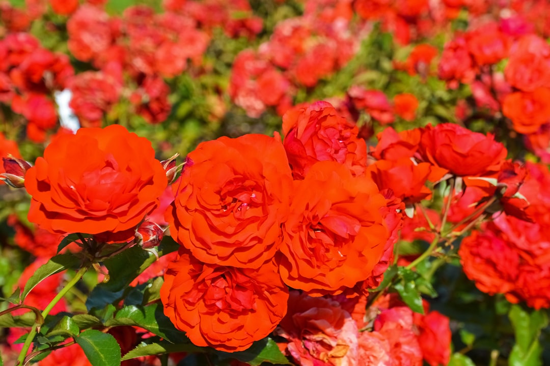 red flowers in tilt shift lens