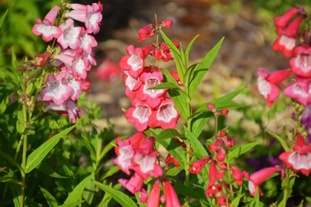 pink and white flowers in tilt shift lens