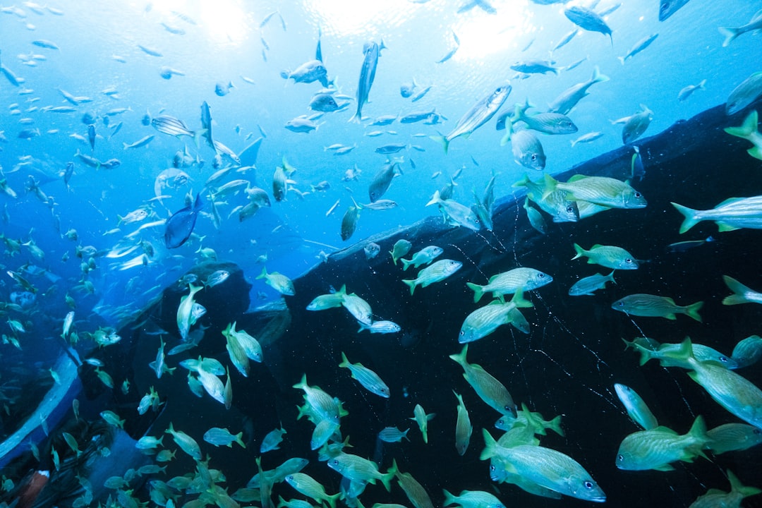 school of black and white fish