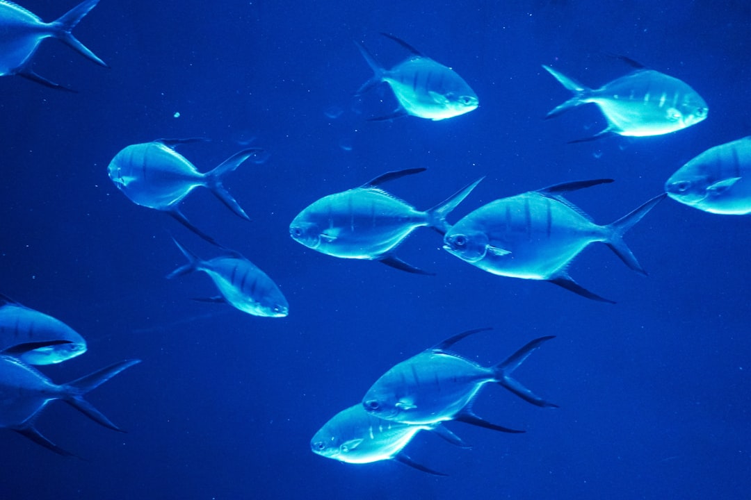 school of blue fish underwater
