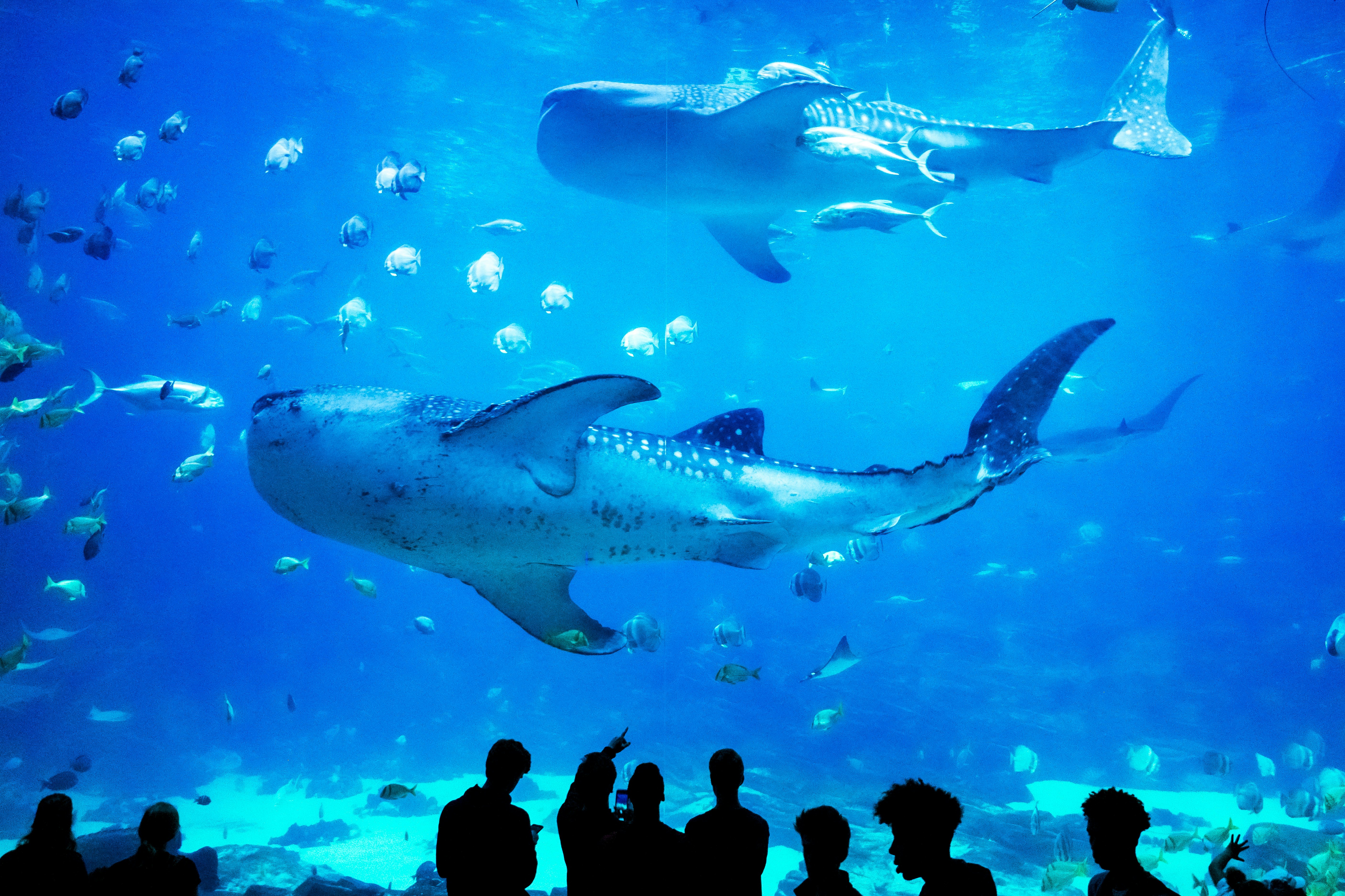 people standing near white and gray shark