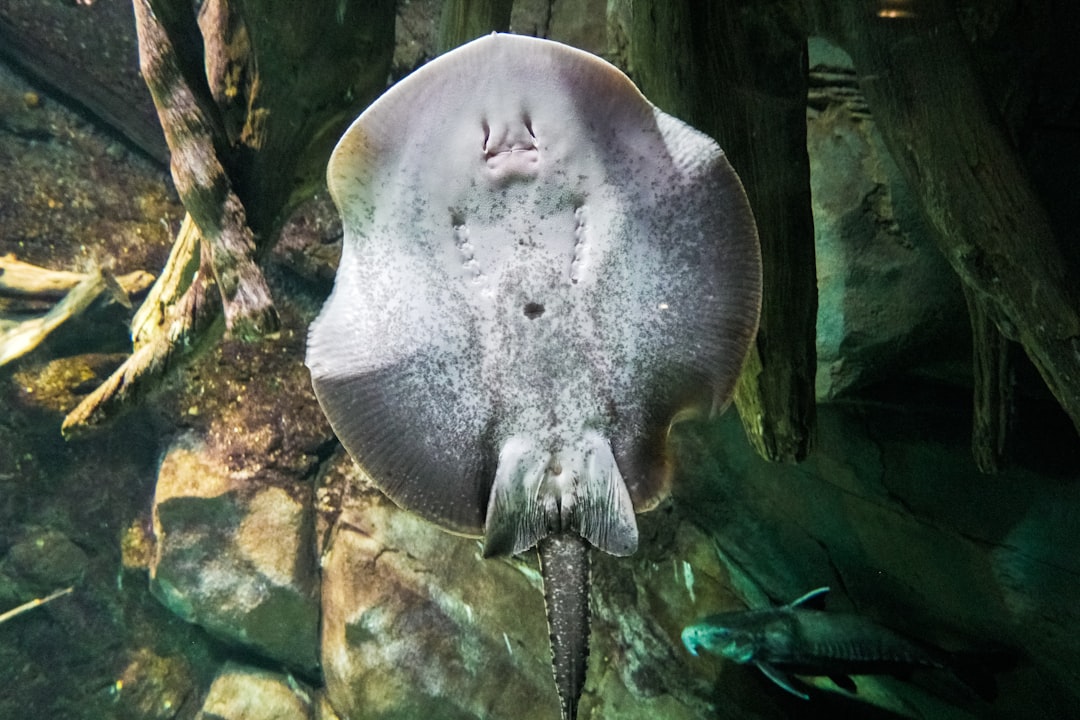 black and white fish in water