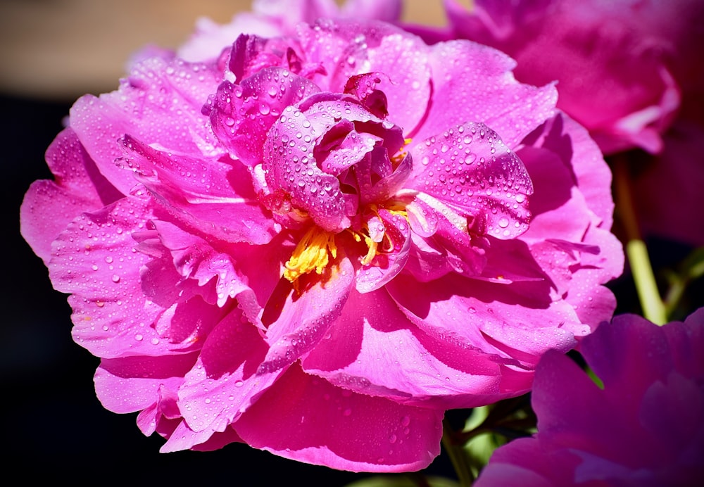 매크로 샷의 분홍색 꽃