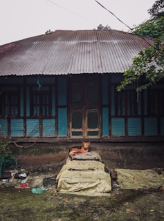 A rustic house with blue wooden panels and a corrugated metal roof stands amid greenery. In front of the house, a dog is comfortably lounging on a pile of covered materials. The surrounding area appears slightly neglected with scattered debris and vegetation.