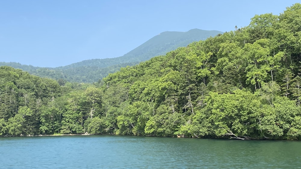 green trees near body of water during daytime