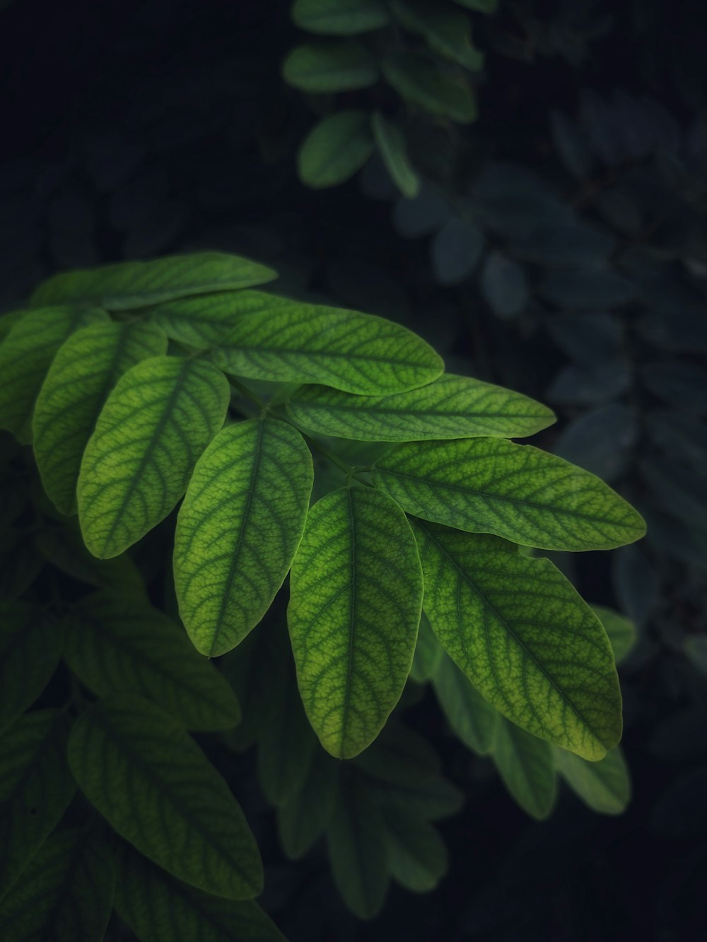 green leaves in close up photography