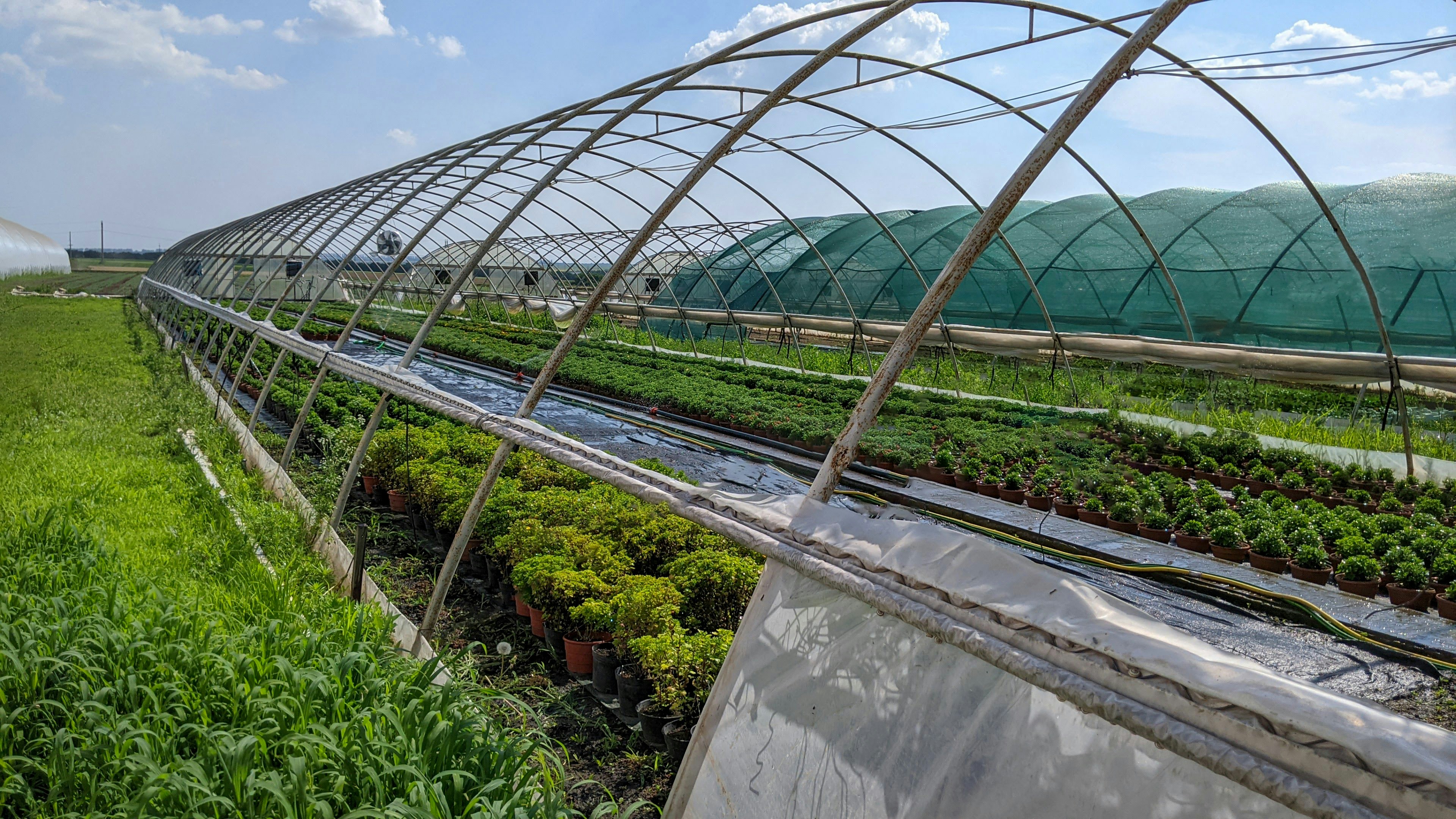 Sustainable Plants for Your Garden