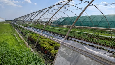 Rows of greenhouses with transparent and green coverings stretch across a field. Inside, numerous potted plants are neatly arranged. Sunlight filters through the coverings, casting shadows on the plants and ground. The sky is clear with a few scattered clouds, creating a serene and tranquil farm environment.