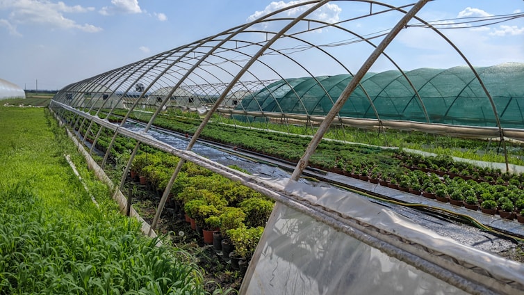 Rows of greenhouses with transparent and green coverings stretch across a field. Inside, numerous potted plants are neatly arranged. Sunlight filters through the coverings, casting shadows on the plants and ground. The sky is clear with a few scattered clouds, creating a serene and tranquil farm environment.