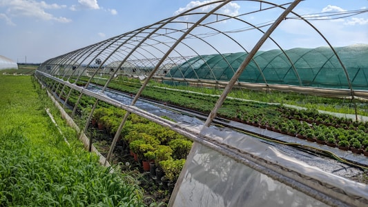 Rows of greenhouses with transparent and green coverings stretch across a field. Inside, numerous potted plants are neatly arranged. Sunlight filters through the coverings, casting shadows on the plants and ground. The sky is clear with a few scattered clouds, creating a serene and tranquil farm environment.
