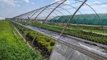 Rows of greenhouses with transparent and green coverings stretch across a field. Inside, numerous potted plants are neatly arranged. Sunlight filters through the coverings, casting shadows on the plants and ground. The sky is clear with a few scattered clouds, creating a serene and tranquil farm environment.