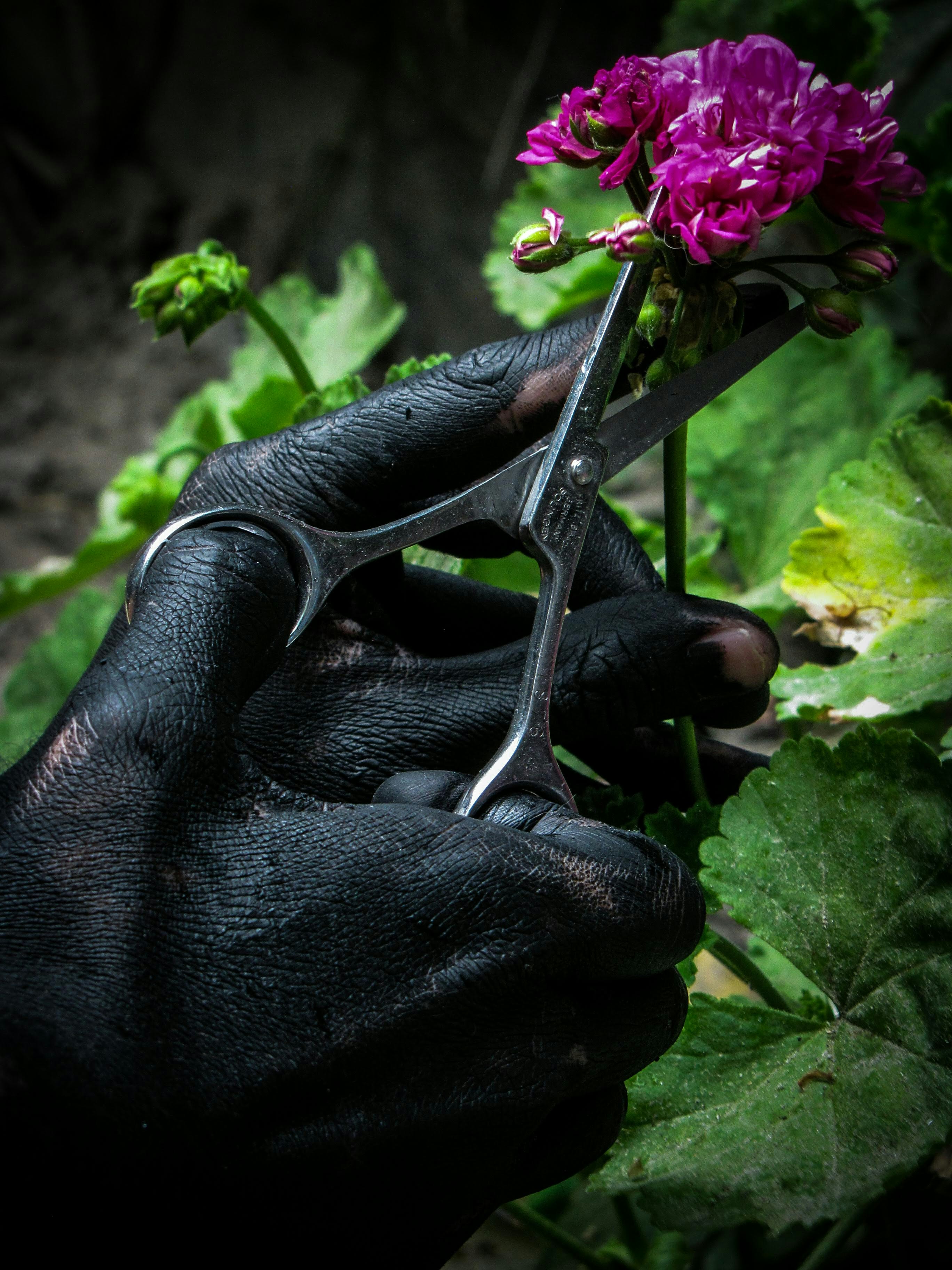Gardener using a hand trowel to remove weeds