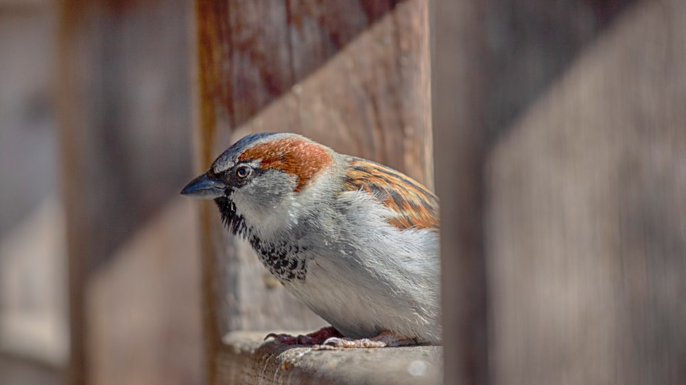 white and brown bird on brown wooden fence