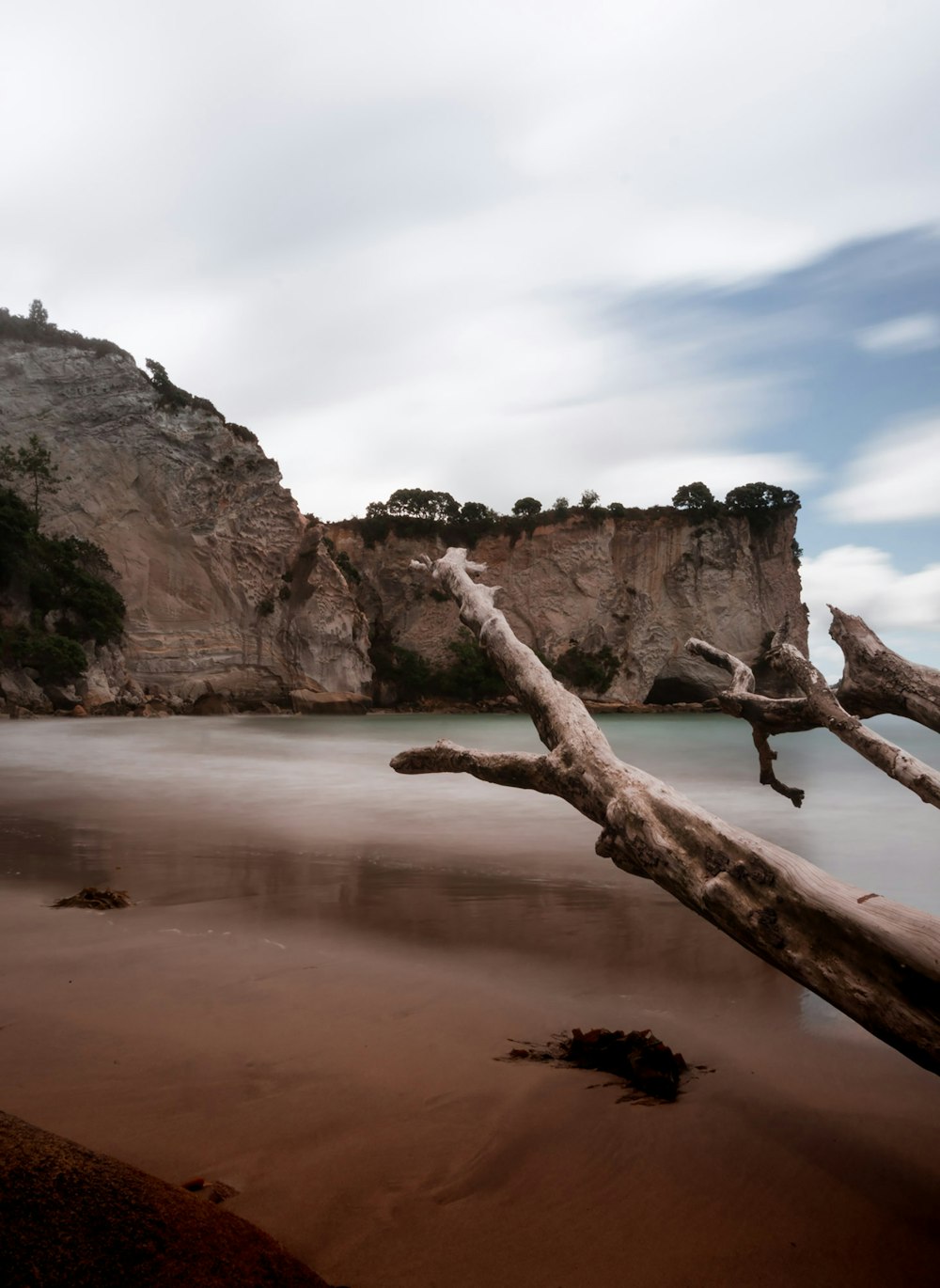 brown tree trunk on brown sand near body of water during daytime