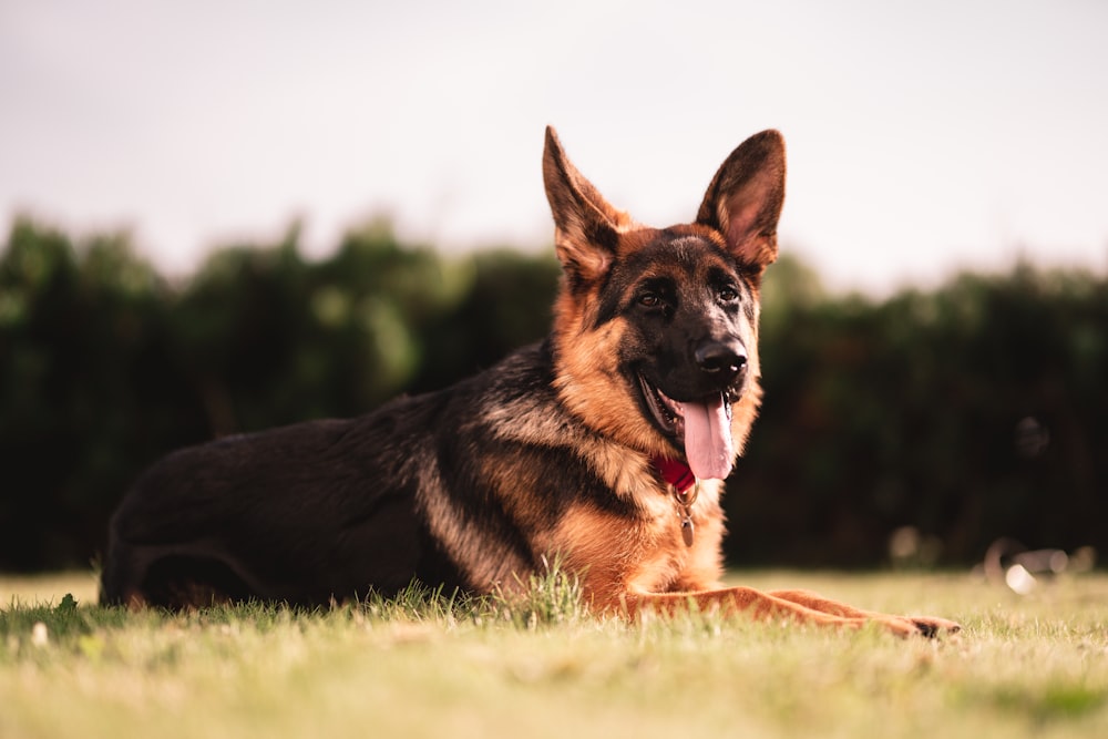 black and tan german shepherd on green grass field during daytime