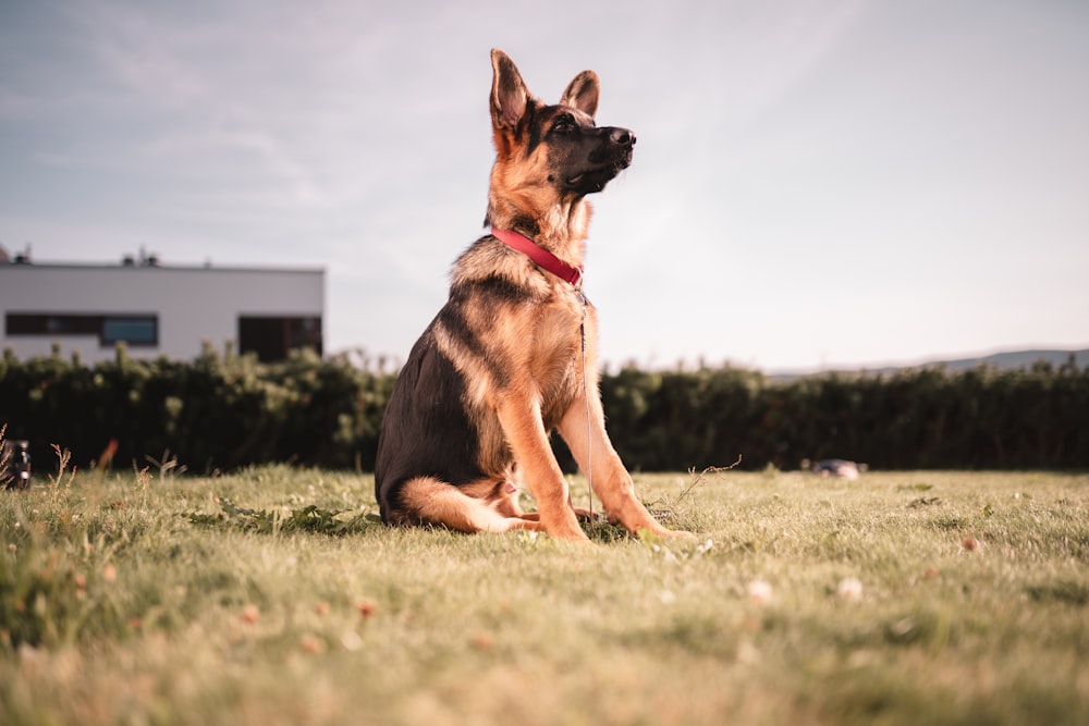 black and tan german shepherd lying on green grass field during daytime