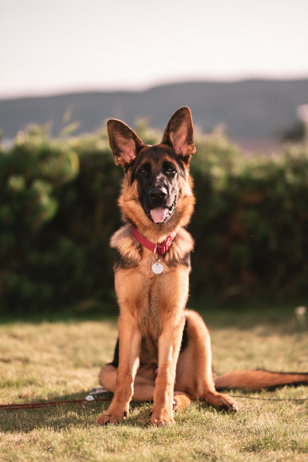 brown and black german shepherd on green grass field during daytime