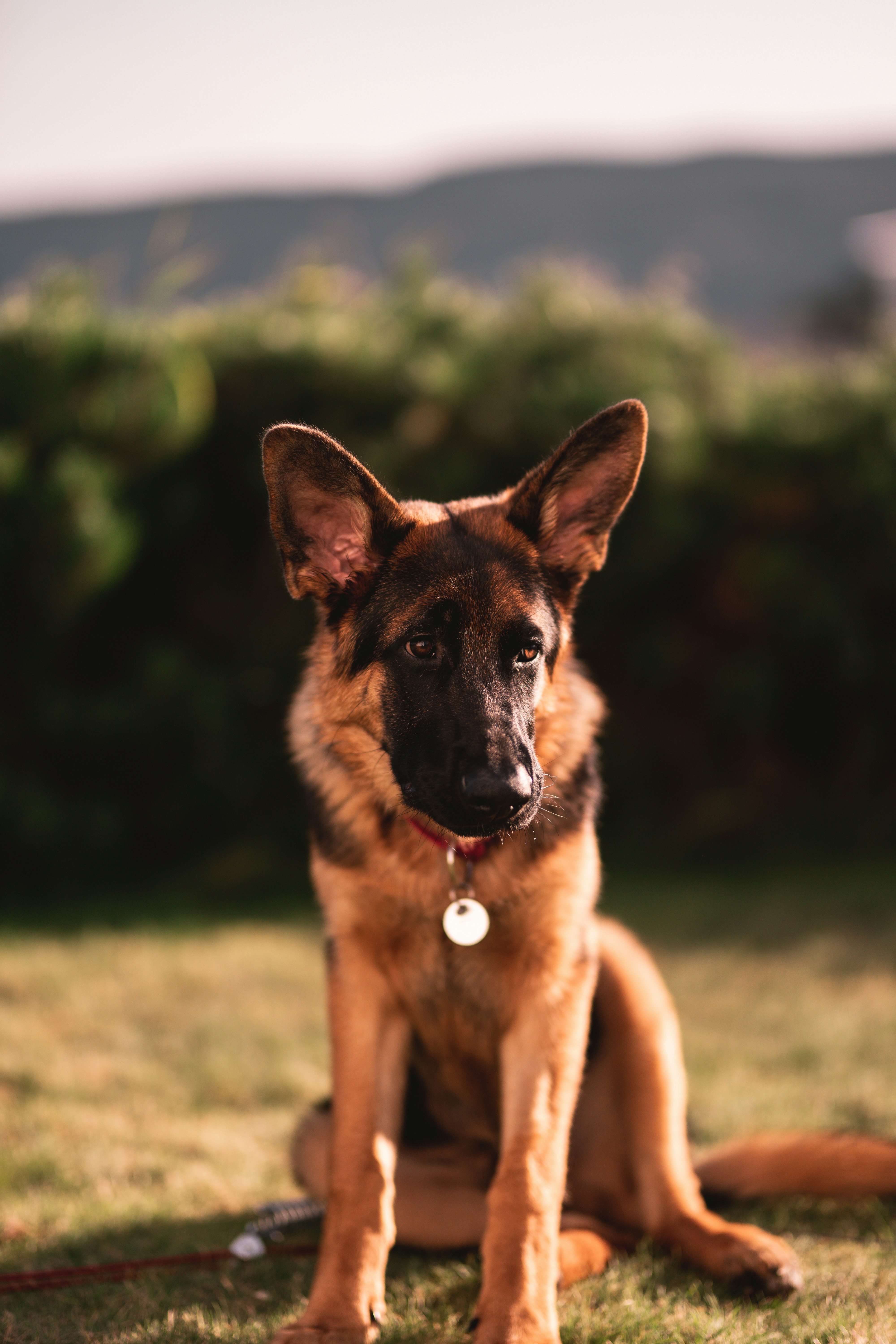 brown and black german shepherd on green grass field during daytime