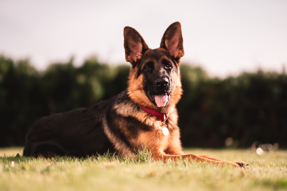 chiot berger allemand noir et feu sur le champ d’herbe verte pendant la journée