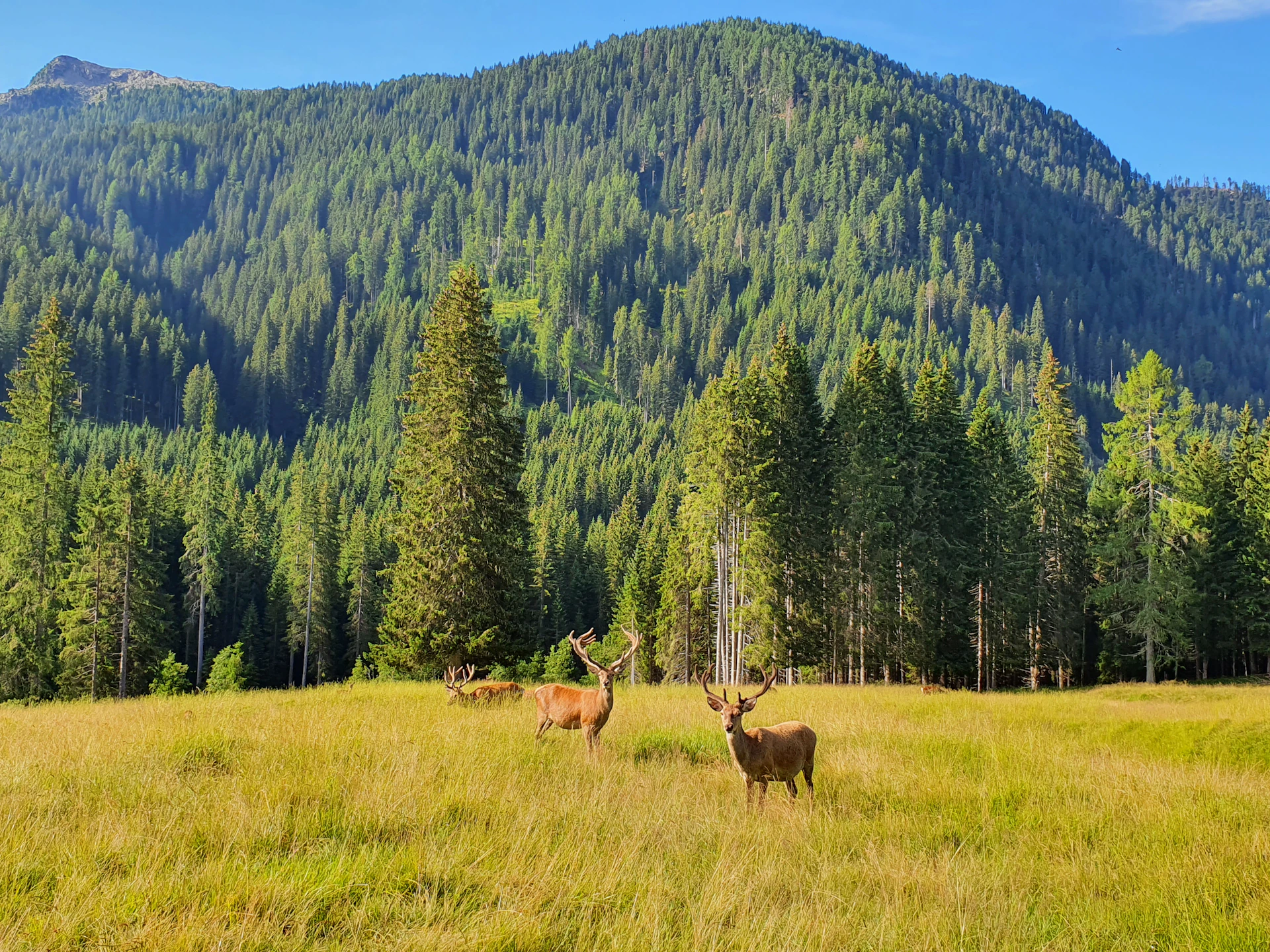 brown deer on green grass field near green trees and mountain during daytime