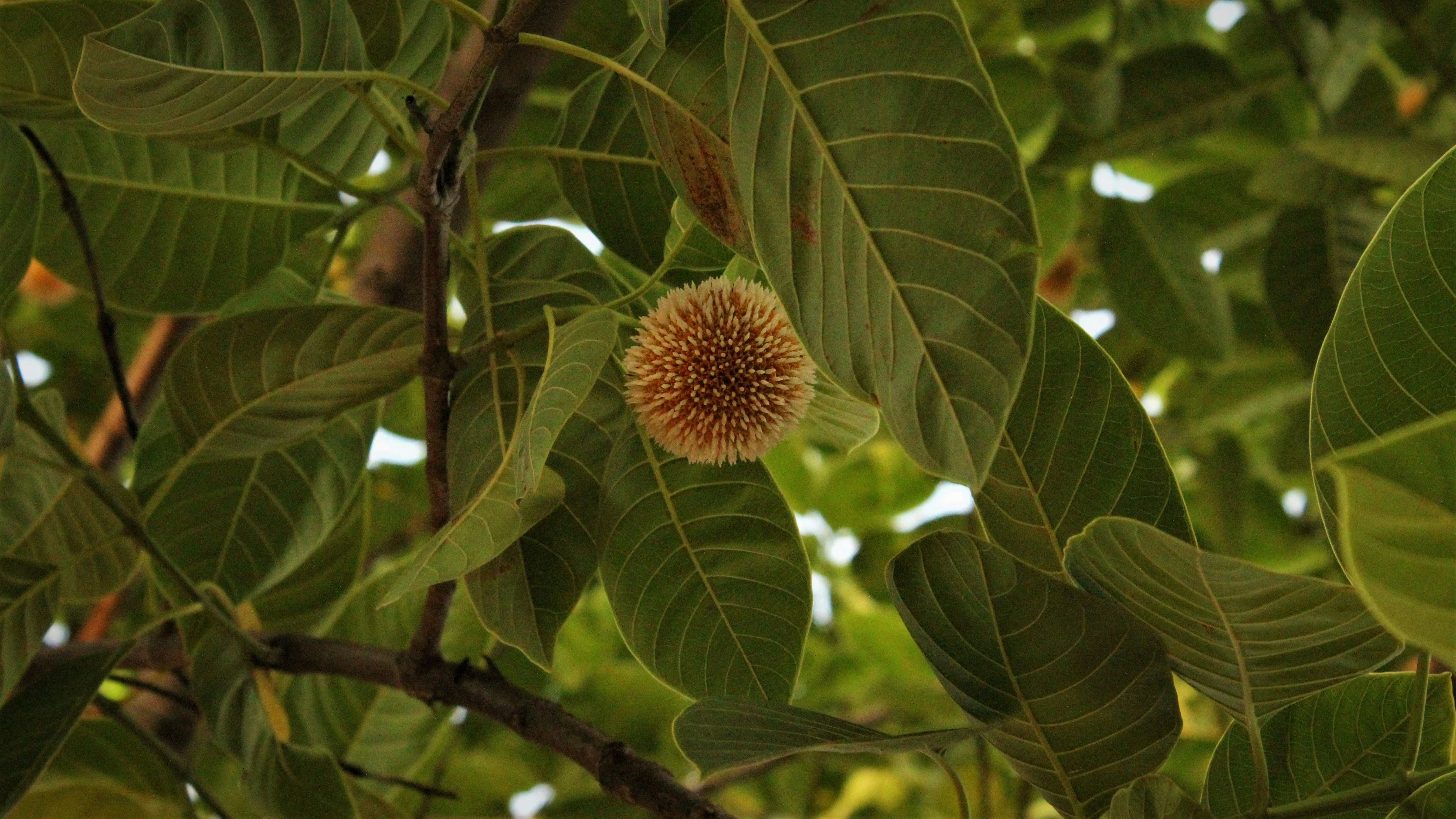 Photo by ananya_sarkar7