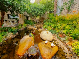 A peaceful garden corner with a small pond attracting dragonflies and frogs.
