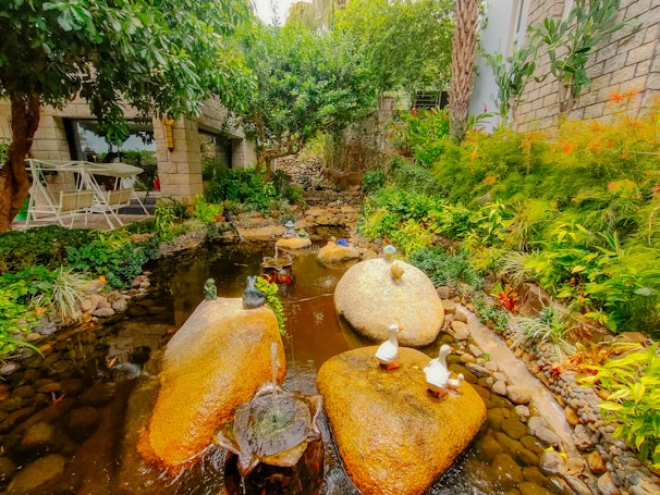 A peaceful garden corner with a small pond attracting dragonflies and frogs.
