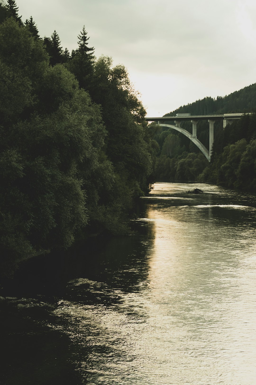 green trees beside river during daytime