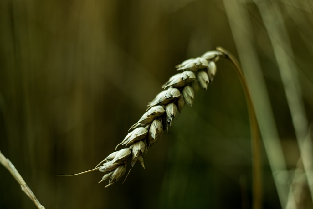 brown wheat in close up photography