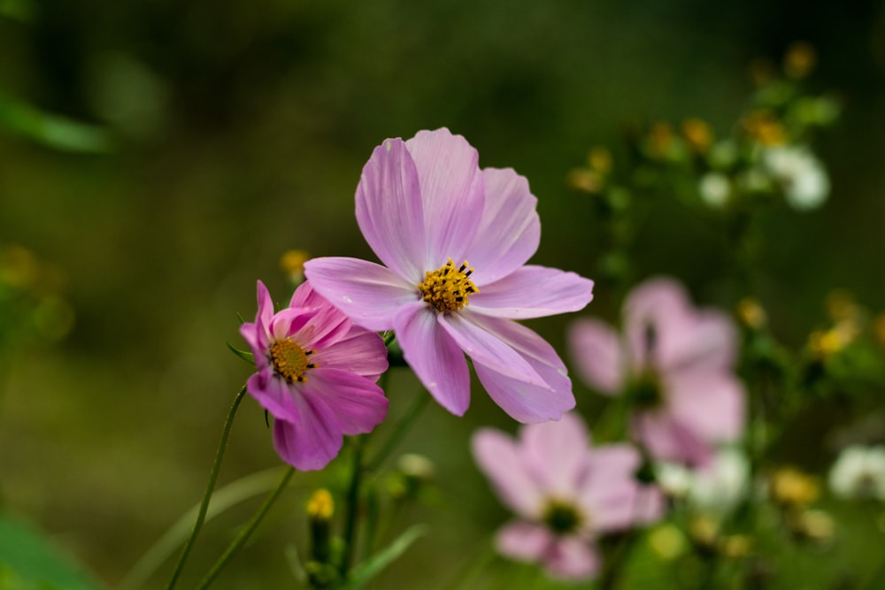 purple flower in tilt shift lens